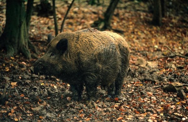 海通富配资 60头就能毁掉8万斤粮食，明明不是保护动物，为啥不能随意猎杀？